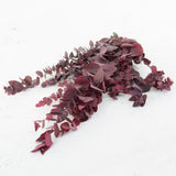 Eucalyptus Stuartiana, Preserved, Cyclamen, 150g