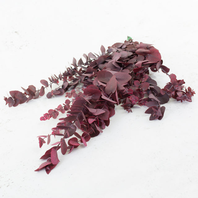 Eucalyptus Stuartiana, Preserved, Cyclamen, 150g