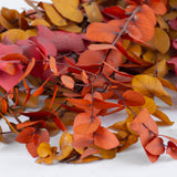 Eucalyptus Stuartiana Preserved Autumn Colours