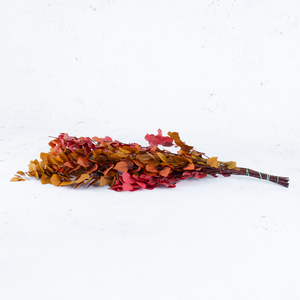 Eucalyptus Stuartiana Preserved Autumn Colours
