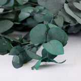 Eucalyptus Stuartiana, Preserved, Green/Blue, 150g