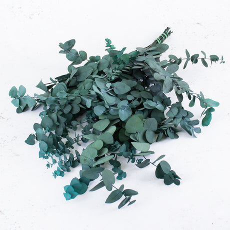 Eucalyptus Stuartiana, Preserved, Green/Blue, 150g