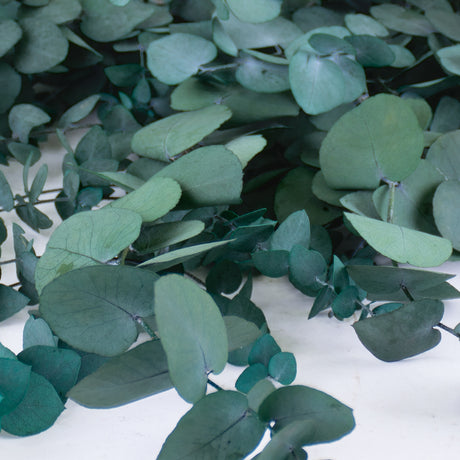 Eucalyptus Stuartiana, Preserved, Green/Blue, 150g