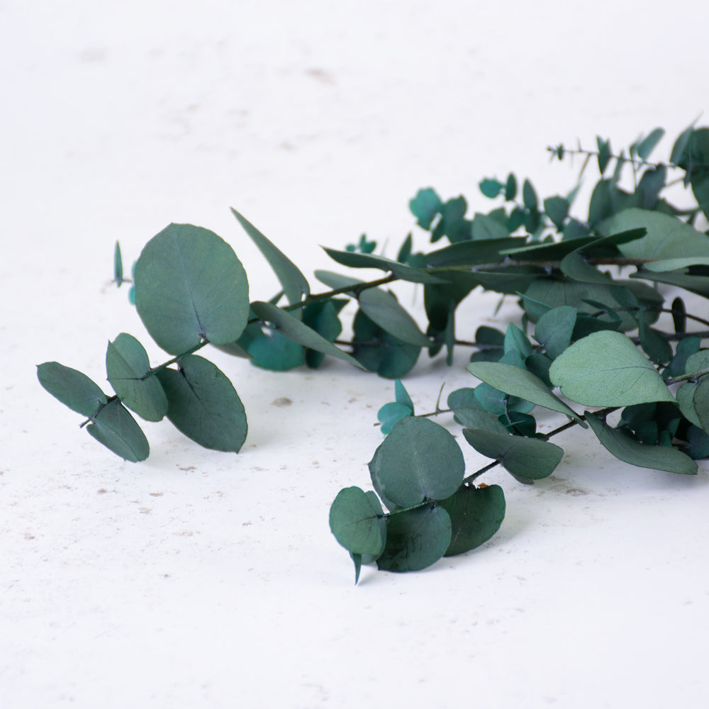Eucalyptus Stuartiana, Preserved, Green/Blue, 150g