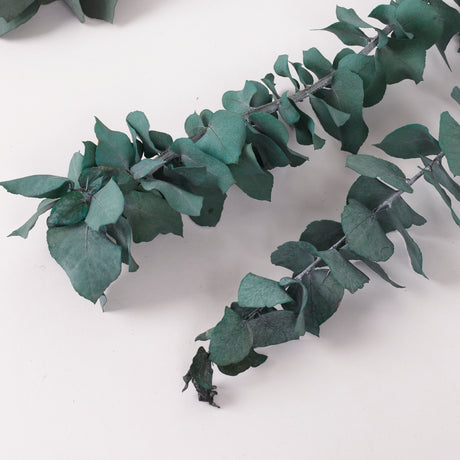 Eucalyptus Stuartiana, Preserved, Green/Blue, 150g