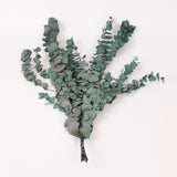 Eucalyptus Stuartiana, Preserved, Green/Blue, 150g