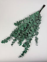 Eucalyptus Stuartiana, Preserved, Green/Blue, 150g