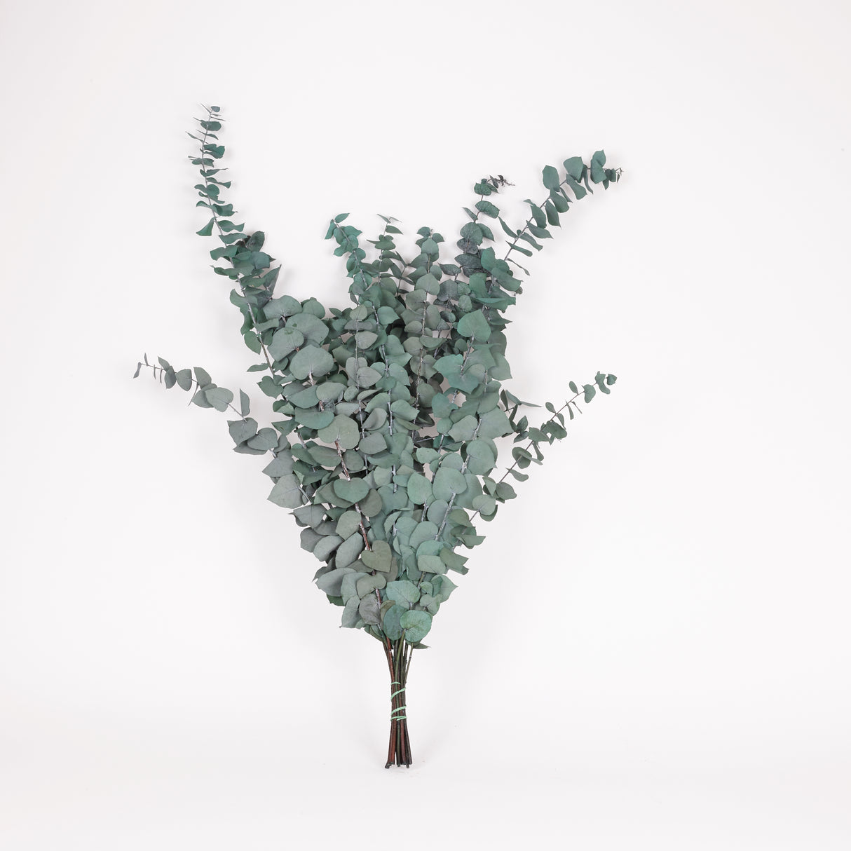 Eucalyptus Stuartiana, Preserved, Green/Blue, 150g