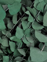Eucalyptus Stuartiana, Preserved, Green/Blue, 150g