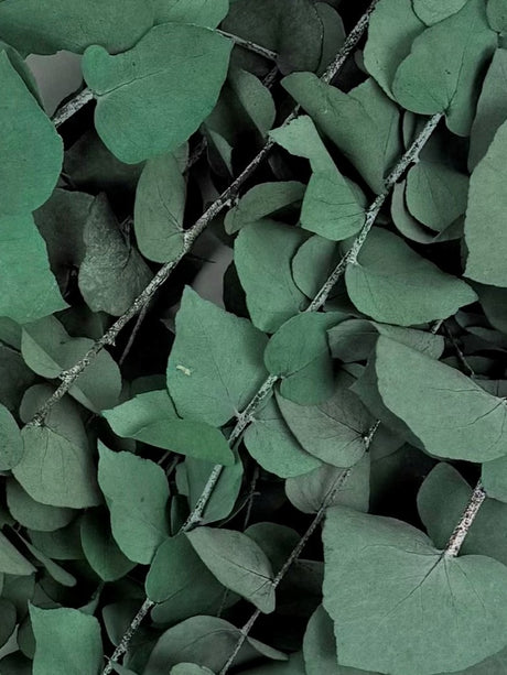 Eucalyptus Stuartiana, Preserved, Green/Blue, 150g
