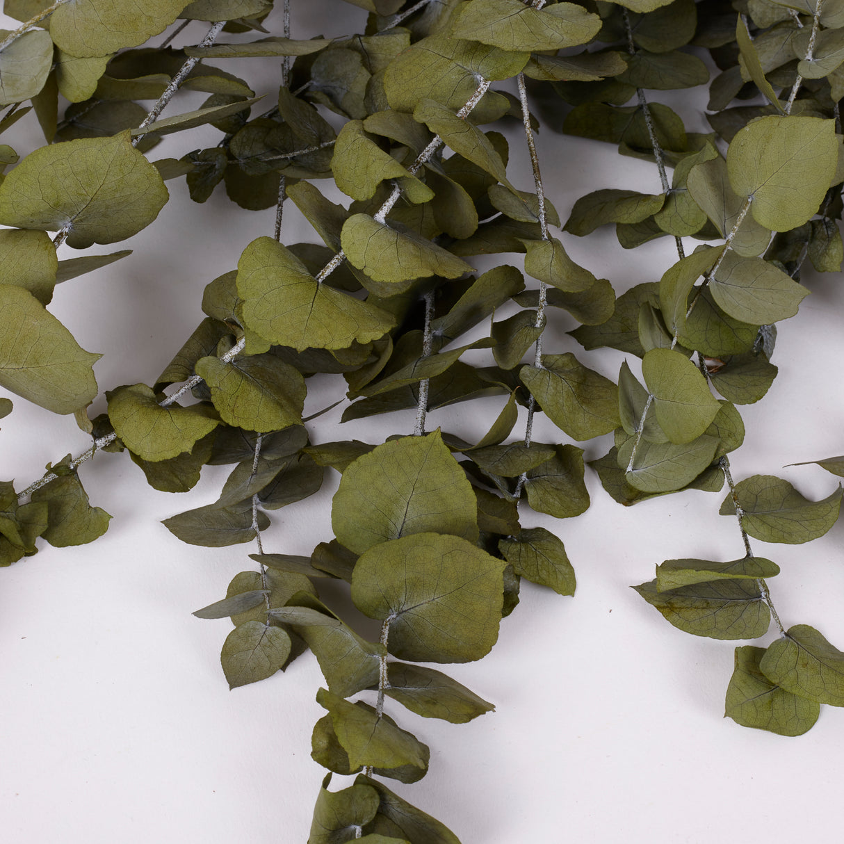 Eucalyptus Stuartiana, Preserved, Green Leaf, 150g