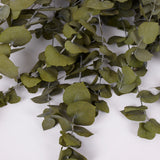 Eucalyptus Stuartiana, Preserved, Green Leaf, 150g