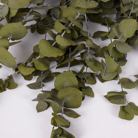 Eucalyptus Stuartiana, Preserved, Green Leaf, 150g