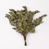 Eucalyptus Stuartiana, Preserved, Green Leaf, 150g