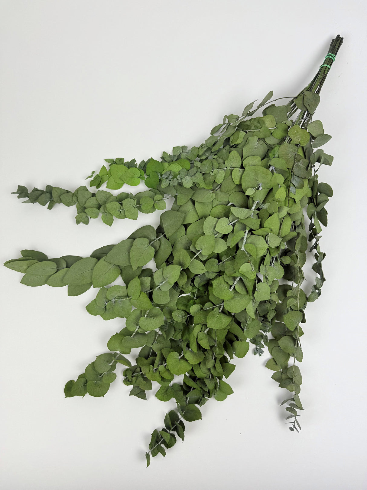 Bouquet of green leaves on a white background