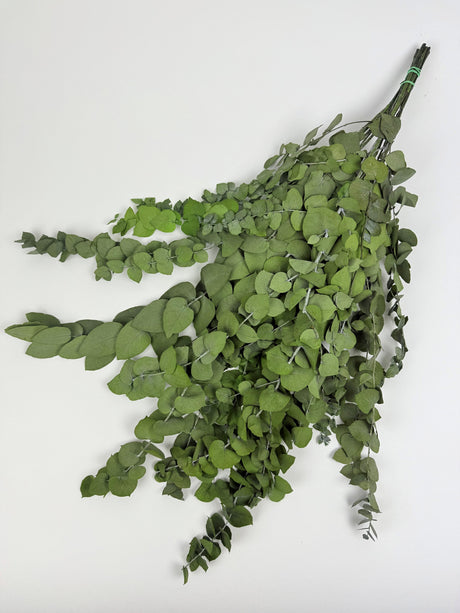 Bouquet of green leaves on a white background
