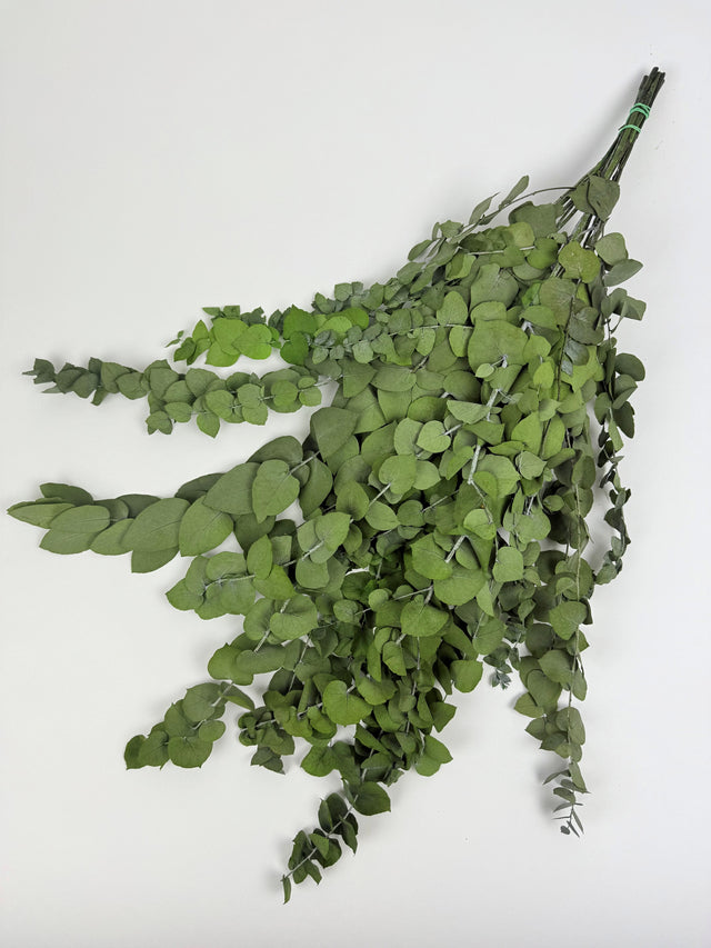 Bouquet of green leaves on a white background