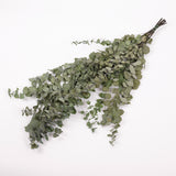 Eucalyptus Stuartiana, Preserved, Green Lawn, 150g