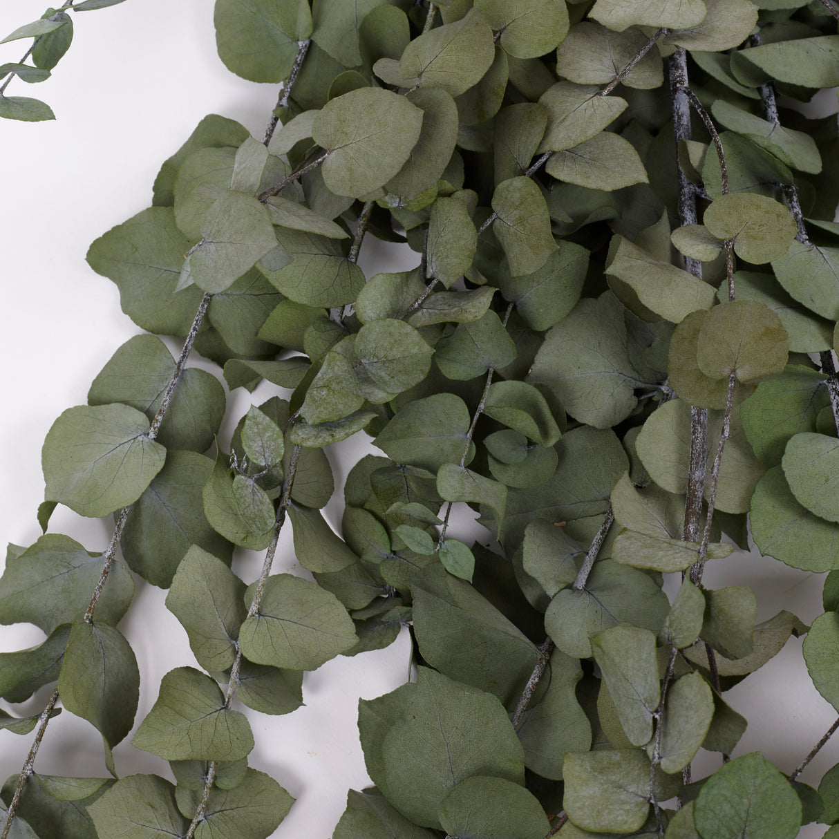 Eucalyptus Stuartiana, Preserved, Green Lawn, 150g