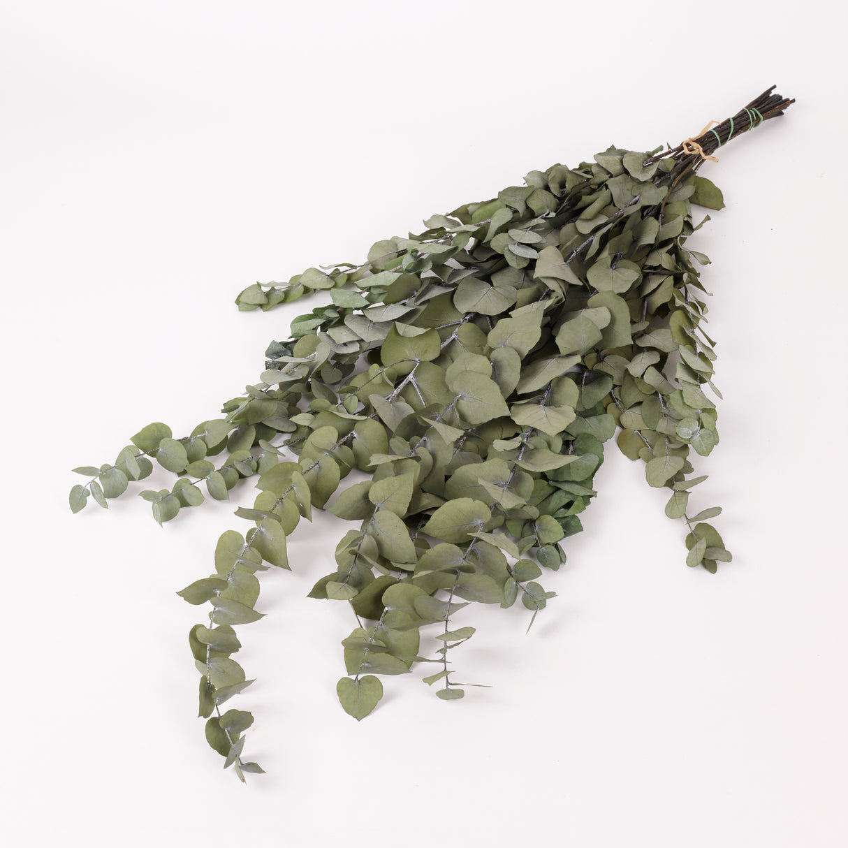 Eucalyptus Stuartiana, Preserved, Green Lawn, 150g