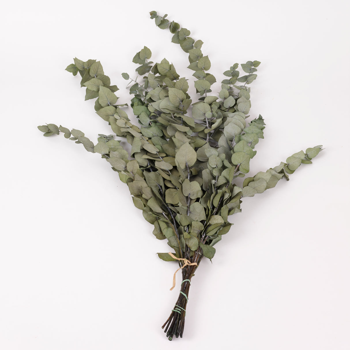 Eucalyptus Stuartiana, Preserved, Green Lawn, 150g