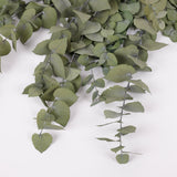 Eucalyptus Stuartiana, Preserved, Green Lawn, 150g