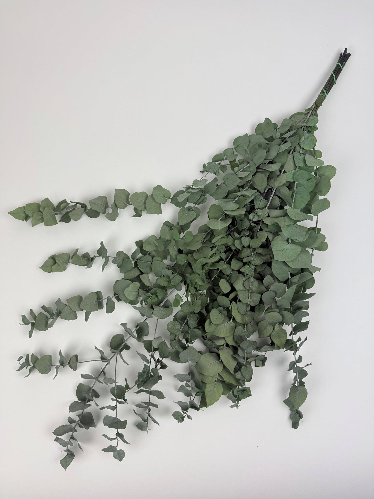 Eucalyptus Stuartiana, Preserved, Green Lawn, 150g