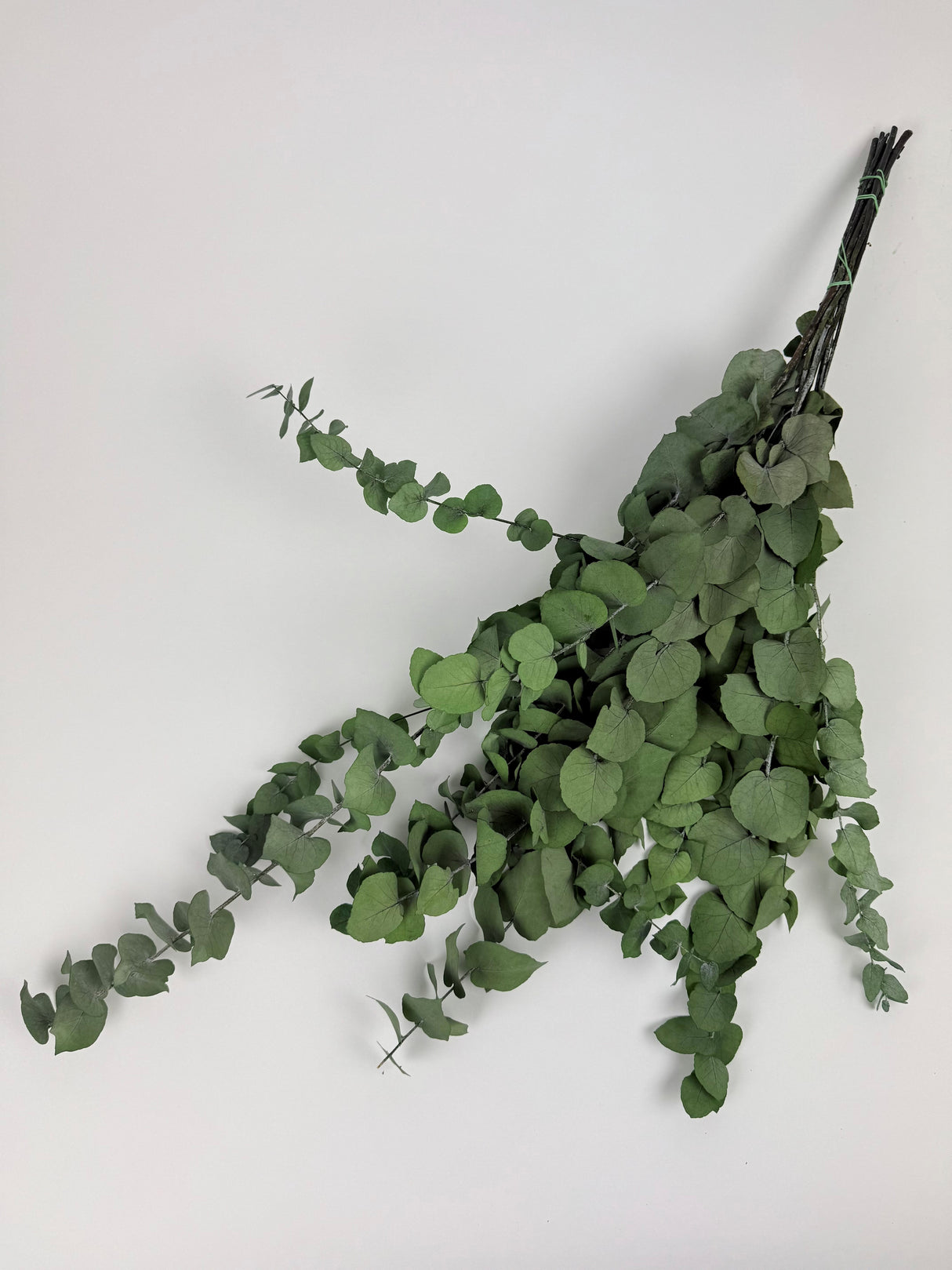 Eucalyptus Stuartiana, Preserved, Green Lawn, 150g