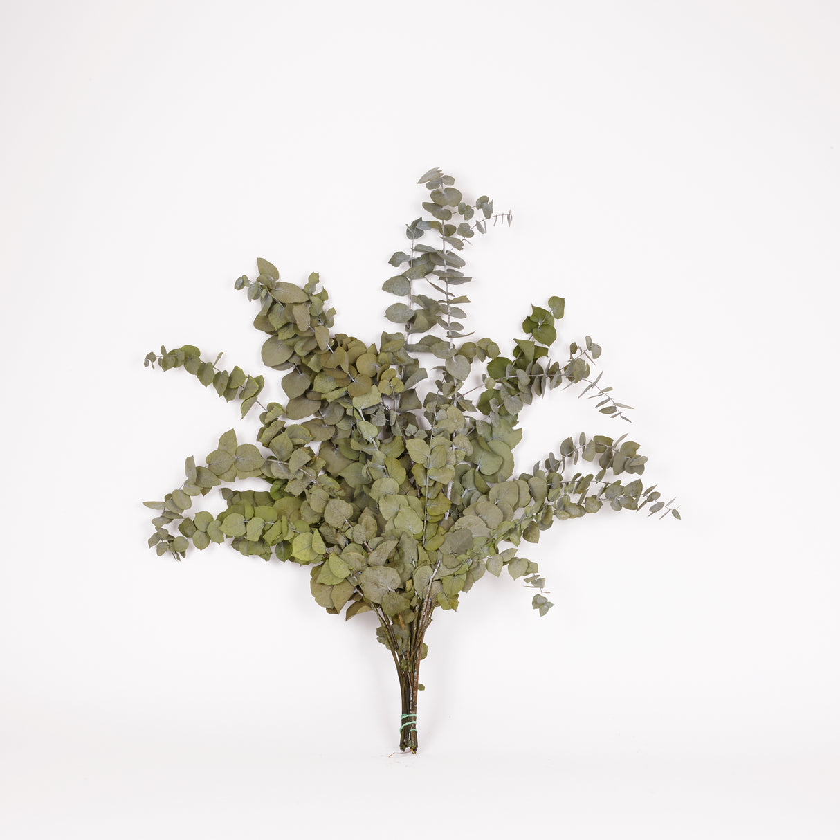 Eucalyptus Stuartiana, Preserved, Green Lawn, 150g