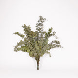 Eucalyptus Stuartiana, Preserved, Green Lawn, 150g