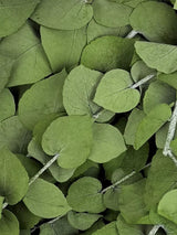 Eucalyptus Stuartiana, Preserved, Green Lawn, 150g