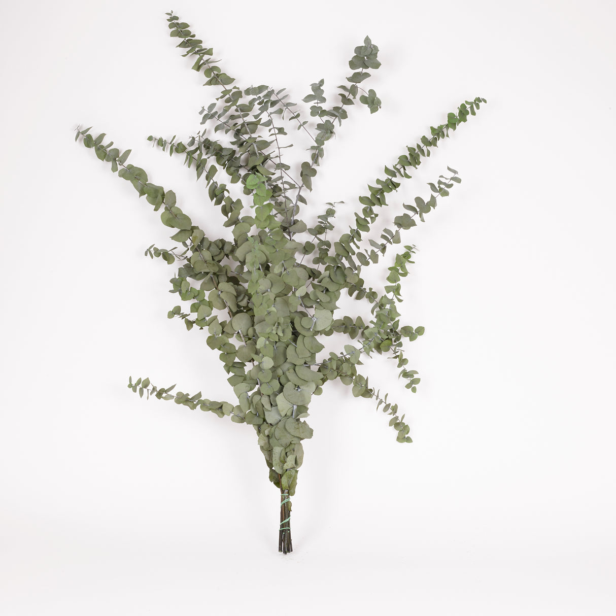 Eucalyptus Stuartiana, Preserved, Green Lawn, 150g