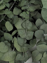 Eucalyptus Stuartiana, Preserved, Green Lawn, 150g