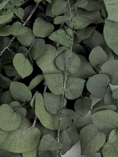 Eucalyptus Stuartiana, Preserved, Green Lawn, 150g