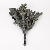 Eucalyptus Stuartiana, Preserved, Dark Green, 150g