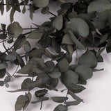 Eucalyptus Stuartiana, Preserved, Dark Green, 150g