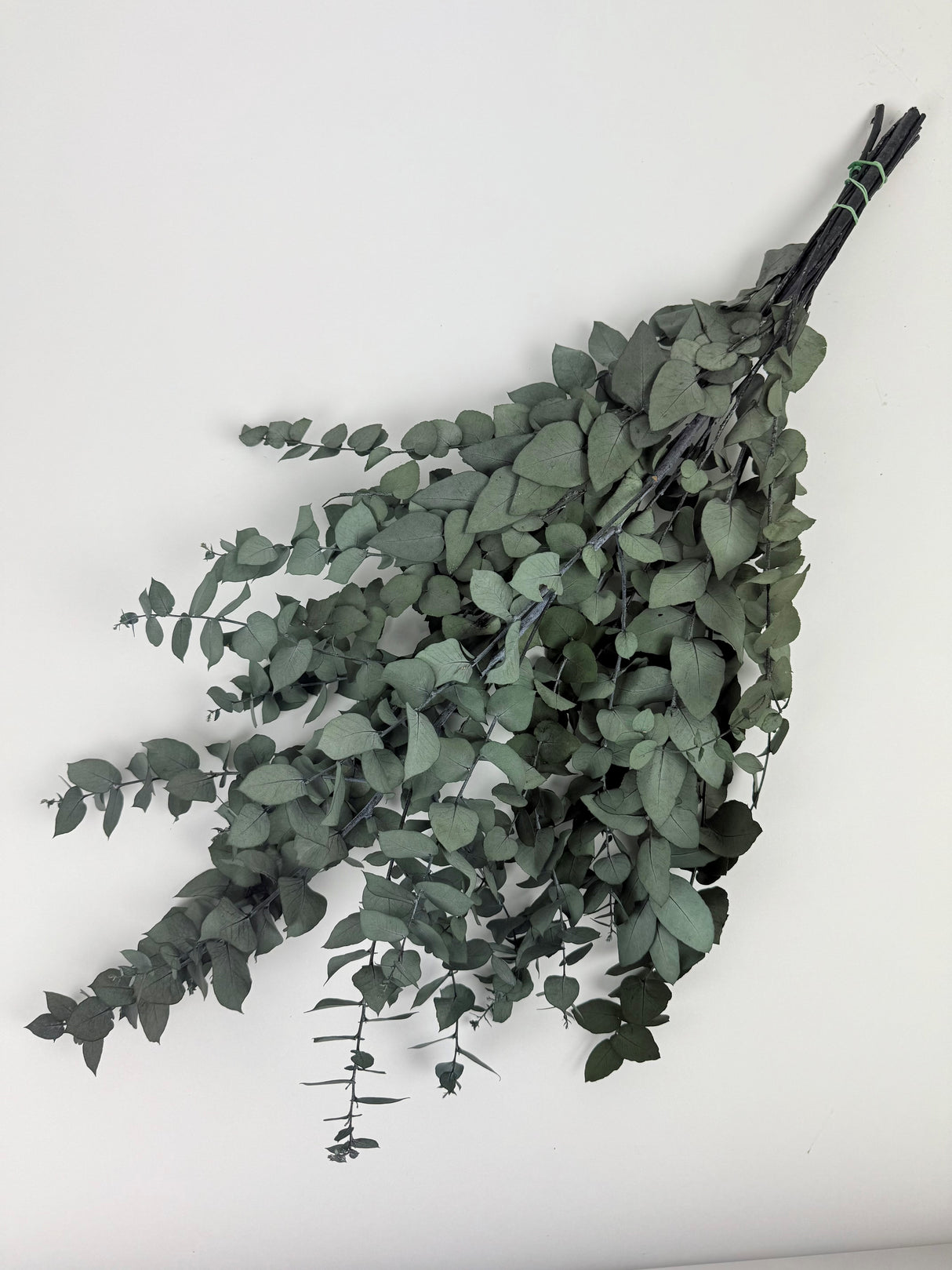 Eucalyptus Stuartiana, Preserved, Dark Green, 150g
