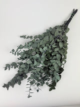 Eucalyptus Stuartiana, Preserved, Dark Green, 150g