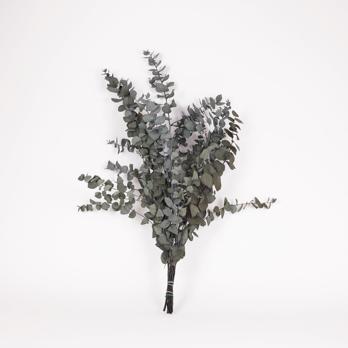 Eucalyptus Stuartiana, Preserved, Dark Green, 150g