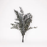 Eucalyptus Stuartiana, Preserved, Dark Green, 150g