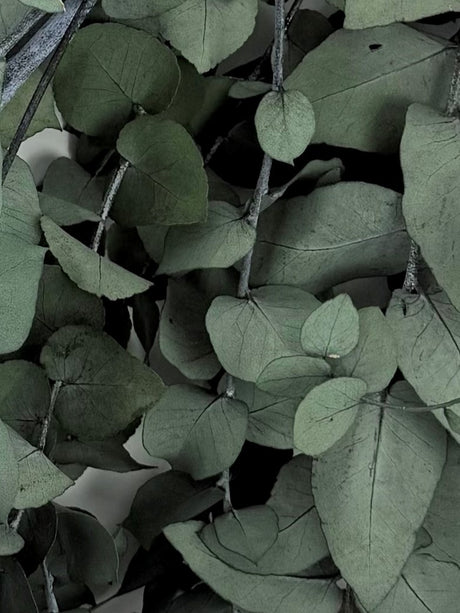 Eucalyptus Stuartiana, Preserved, Dark Green, 150g