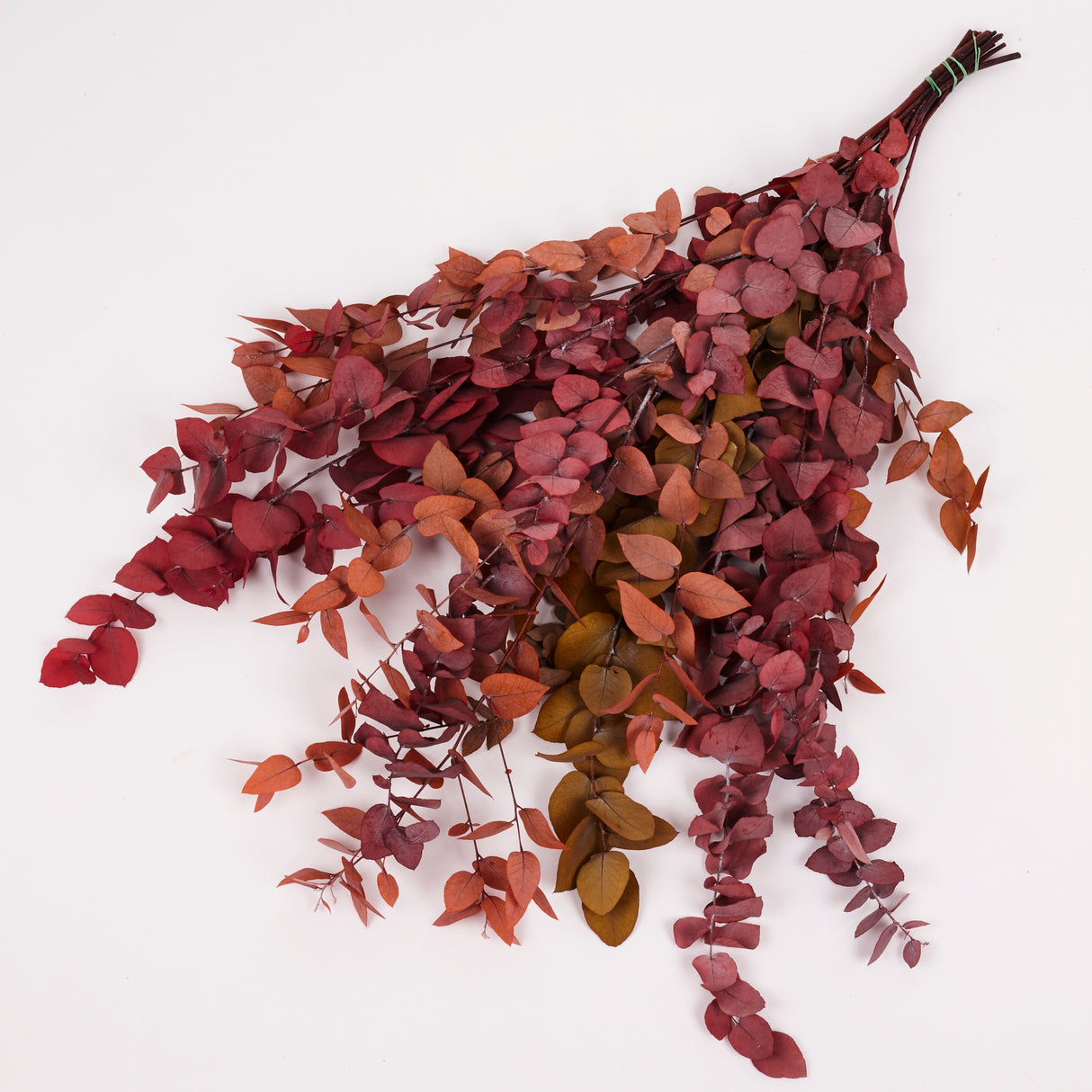 Eucalyptus Stuartiana, Preserved, Spring/Summer Mix