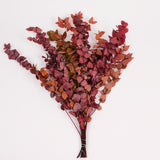 Eucalyptus Stuartiana, Preserved, Spring/Summer Mix