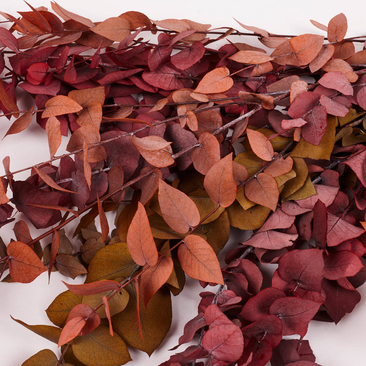 Eucalyptus Stuartiana, Preserved, Spring/Summer Mix
