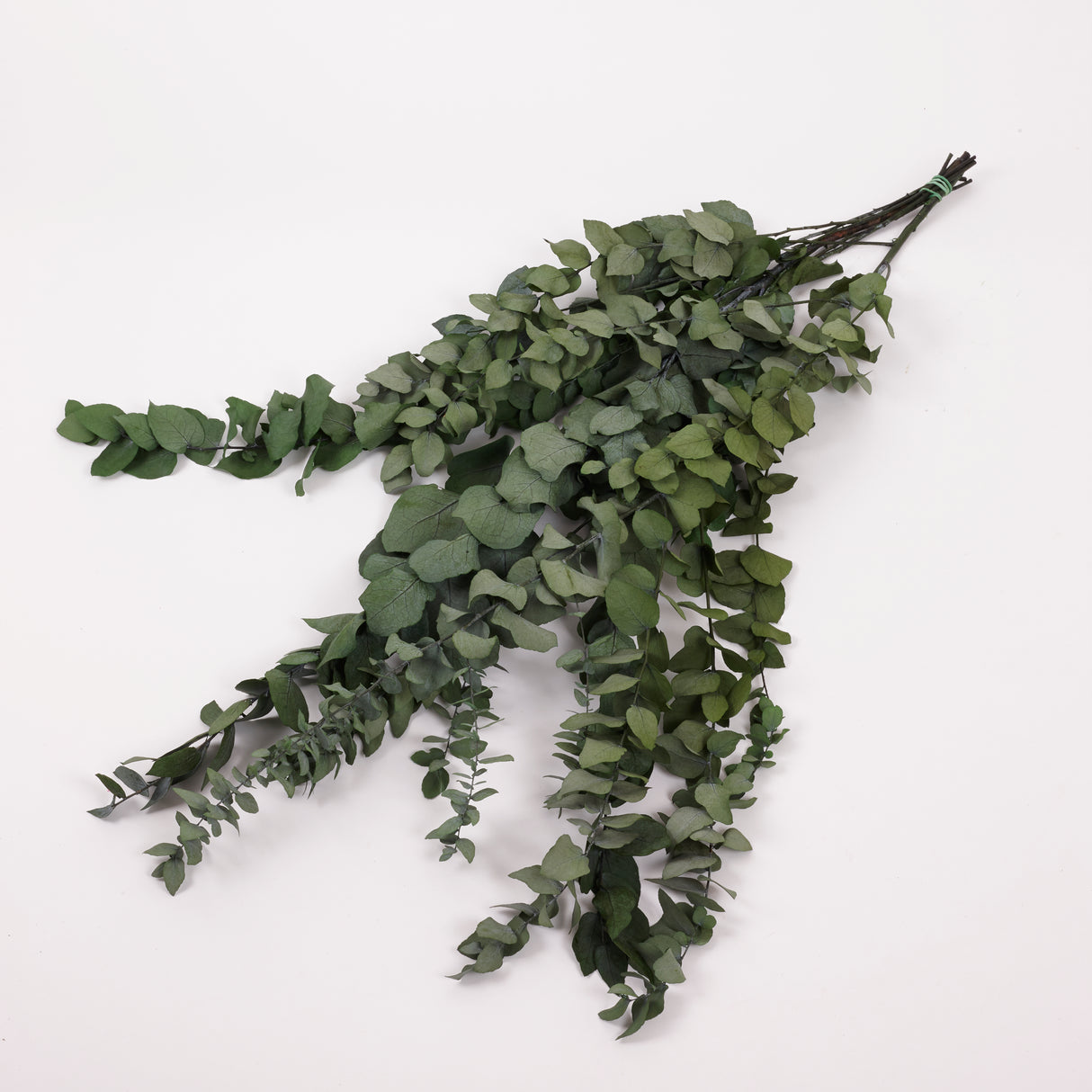 Eucalyptus Stuartiana, Preserved, Green, 150g