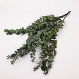 Eucalyptus Stuartiana, Preserved, Green, 150g