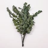 Eucalyptus Stuartiana, Preserved, Green, 150g