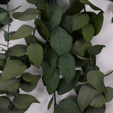 Eucalyptus Stuartiana, Preserved, Green, 150g