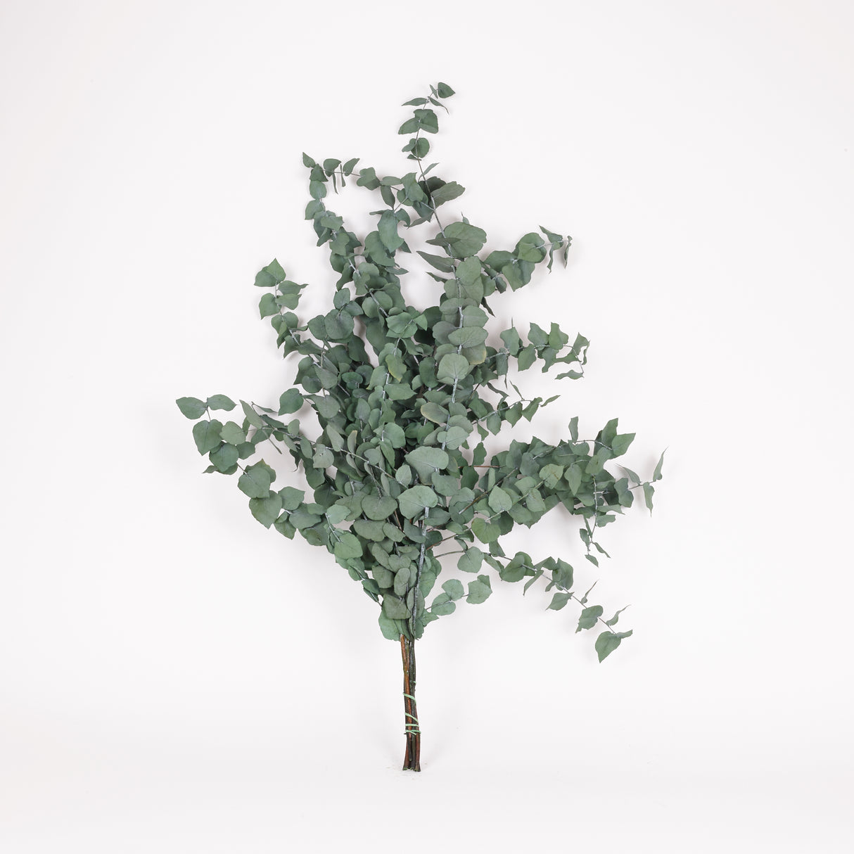 Eucalyptus Stuartiana, Preserved, Green, 150g