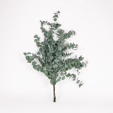 Eucalyptus Stuartiana, Preserved, Green, 150g
